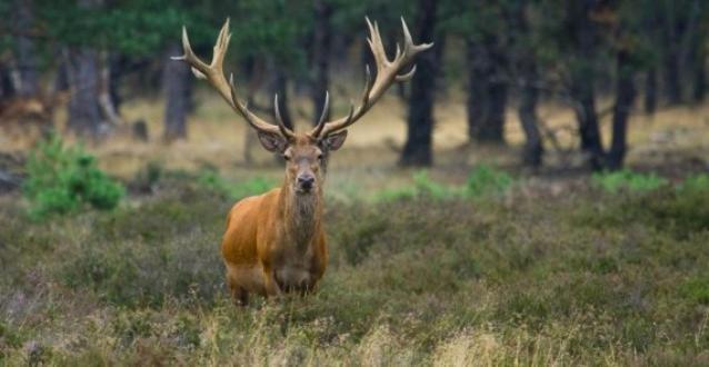 Reewold Veluwe Villa Putten Luaran gambar