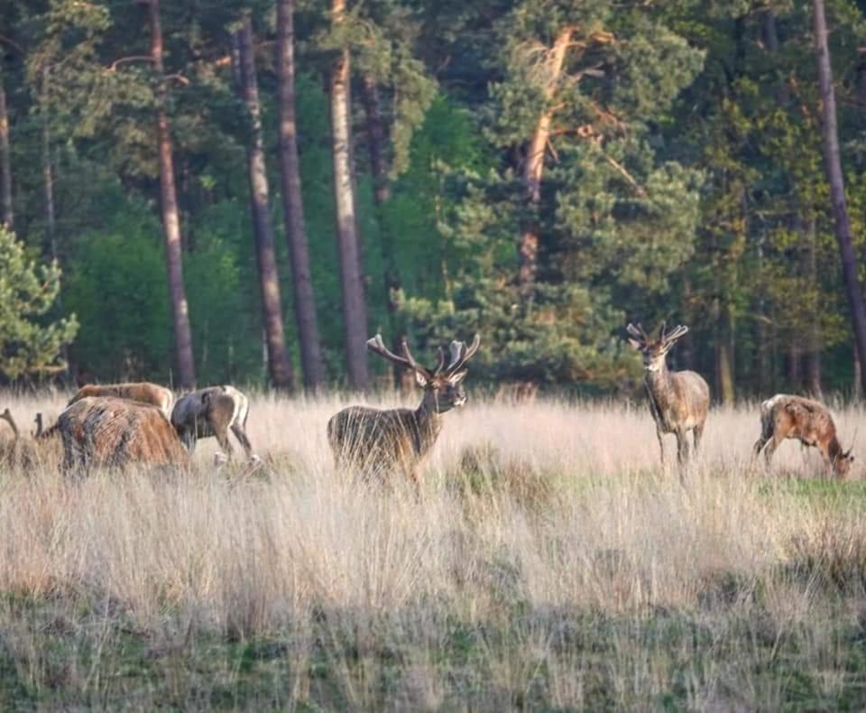 Reewold Veluwe Villa Putten Luaran gambar